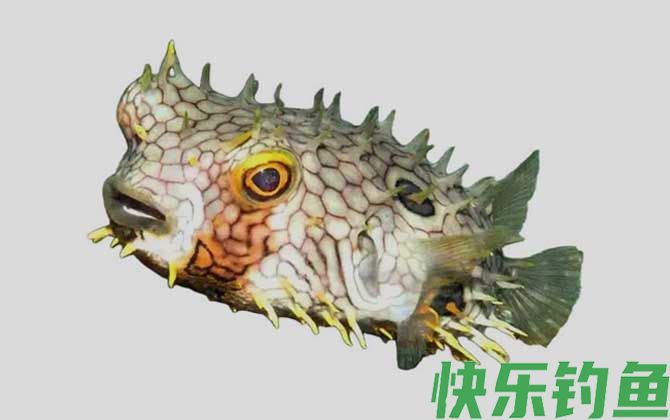 安地列斯短刺鲀