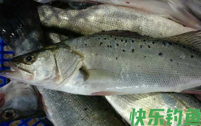 海鲈鱼