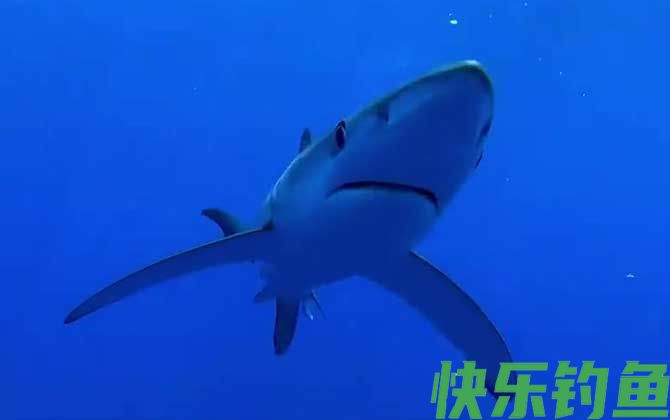 鲨鱼