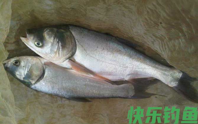 鲢鱼