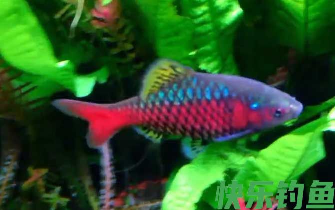 钻石彩虹鲫