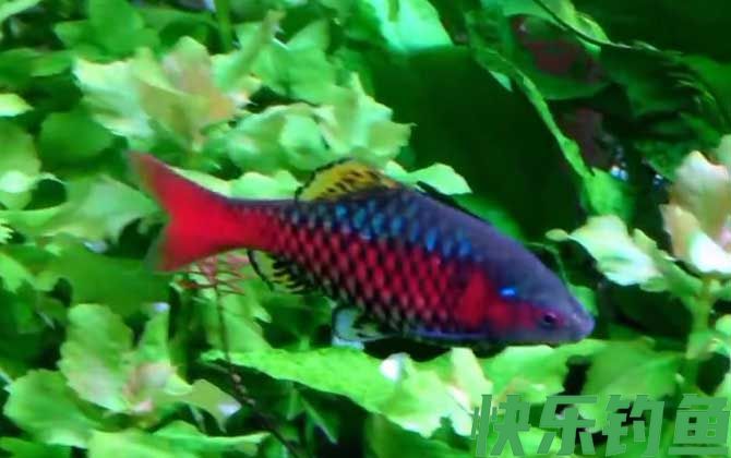 钻石彩虹鲫