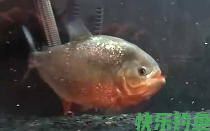 水虎鱼