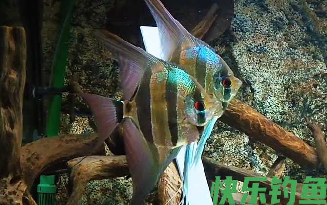 神仙鱼