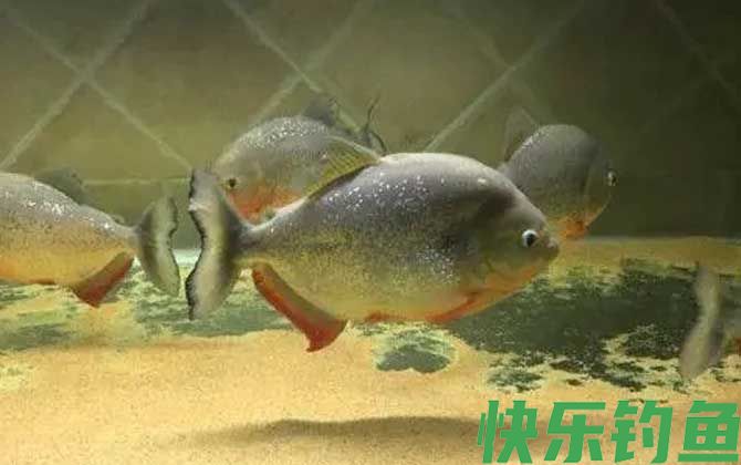 凯里臀点脂鲤