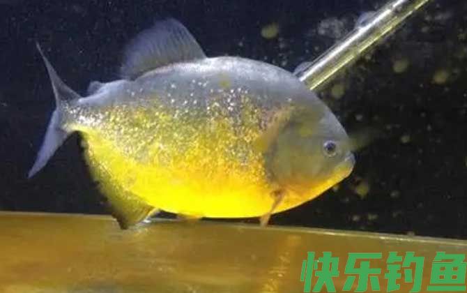 迷人臀点脂鲤
