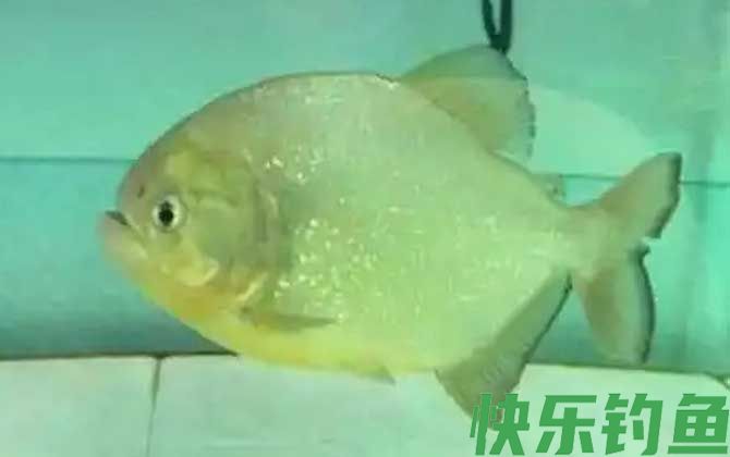 特氏臀点脂鲤