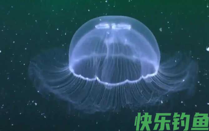 海蜇