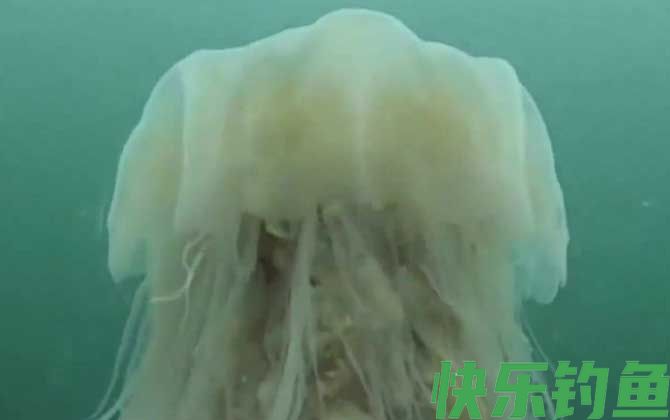 海蜇
