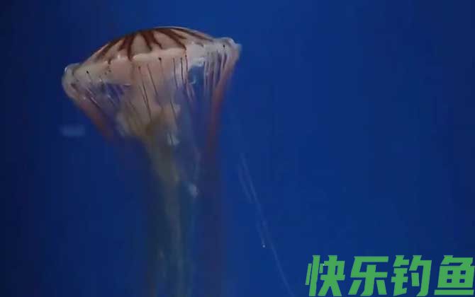 海蜇
