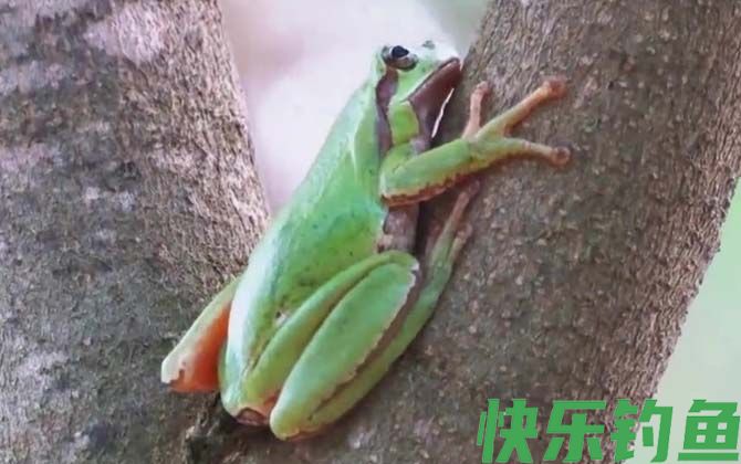 树蛙