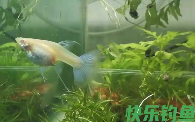 孔雀鱼