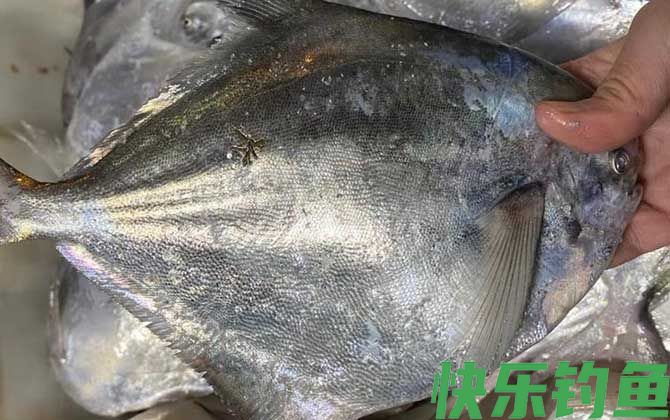银鲳鱼