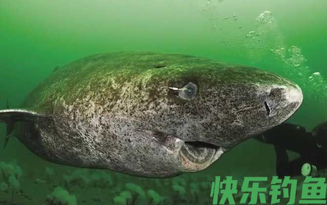 格陵兰鲨