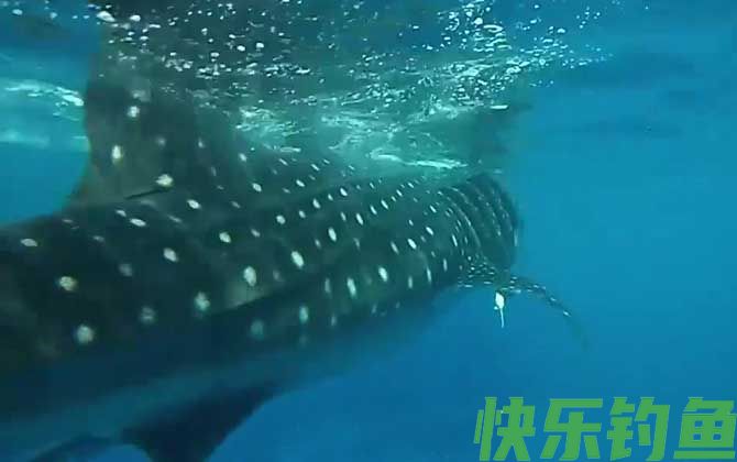 鲸鲨