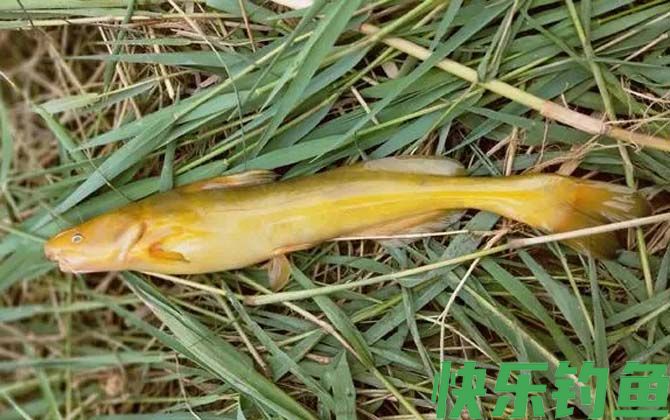 牛尾巴鱼