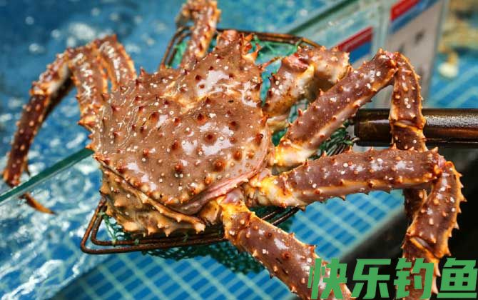 帝王蟹
