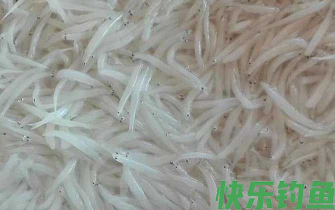 白肌银鱼