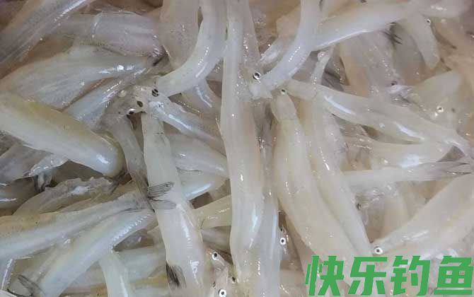 白肌银鱼