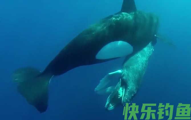 鲸鱼