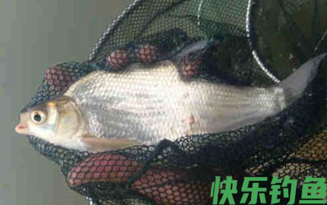 鳊鱼