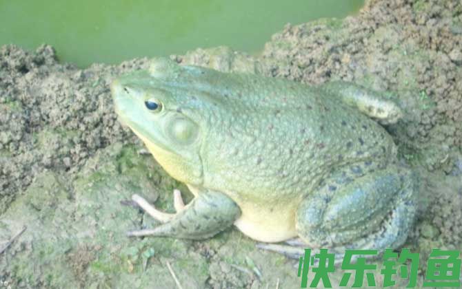 美国青蛙