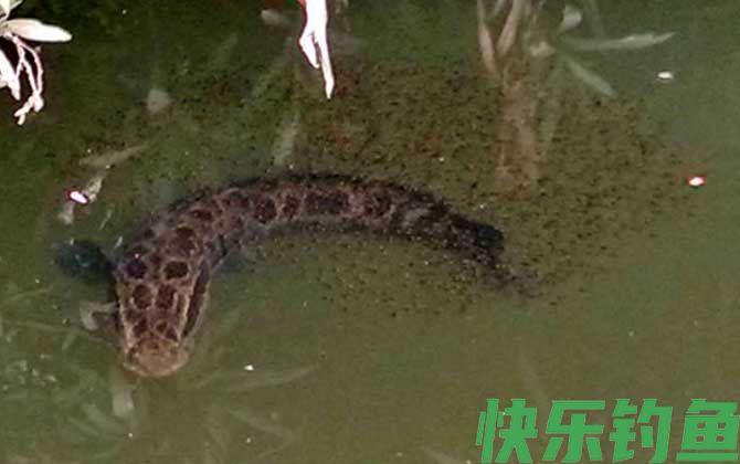 黑鱼