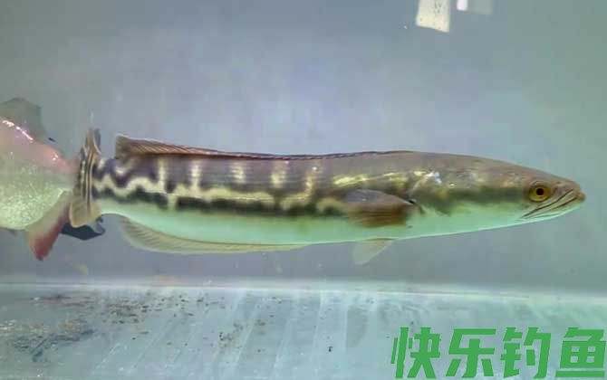 大铅笔