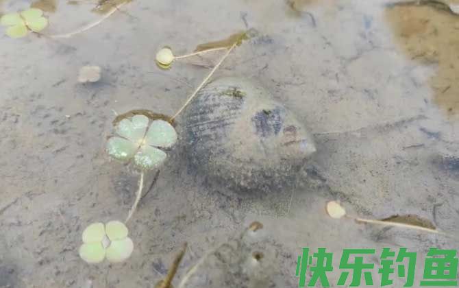 田螺