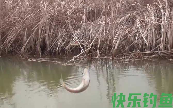 白条鱼