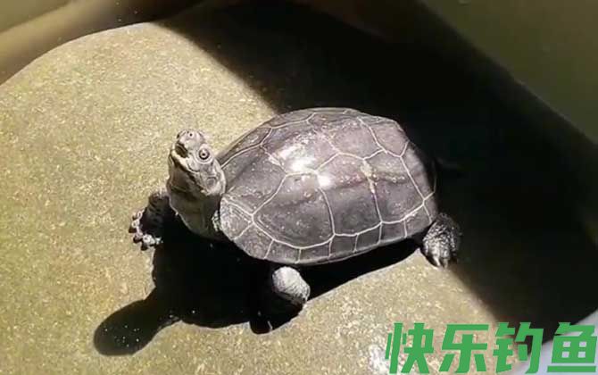 乌龟