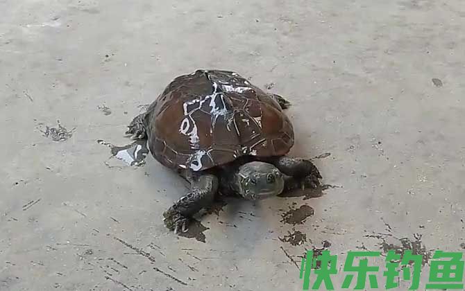 乌龟