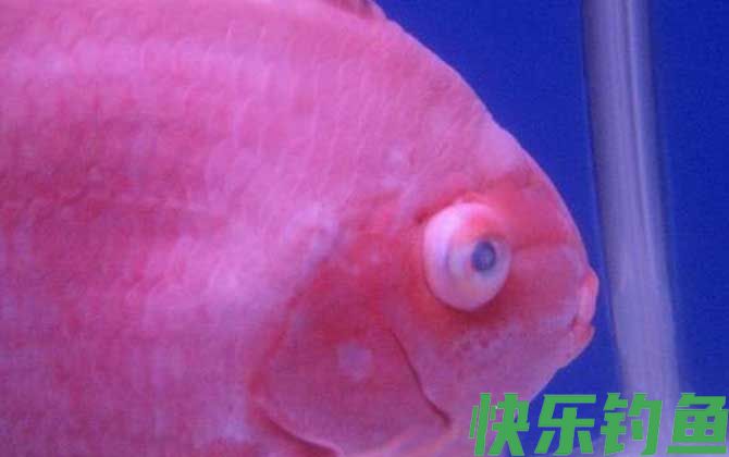 蒙眼病