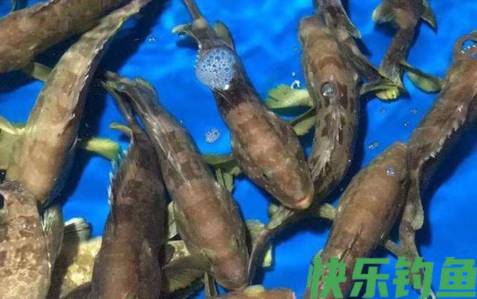石斑鱼