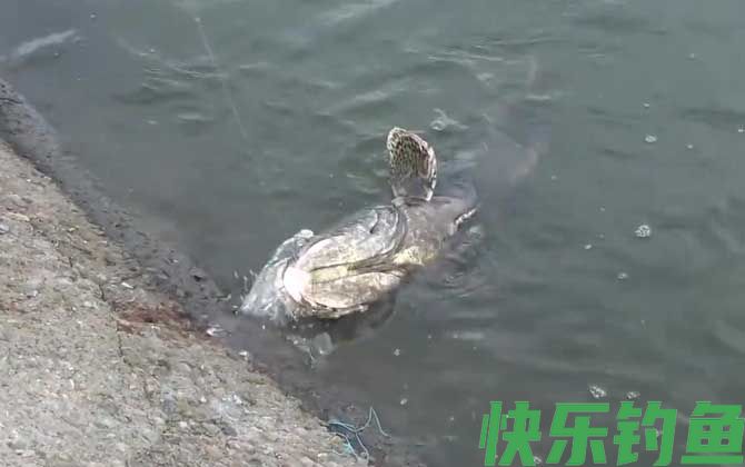 石斑鱼