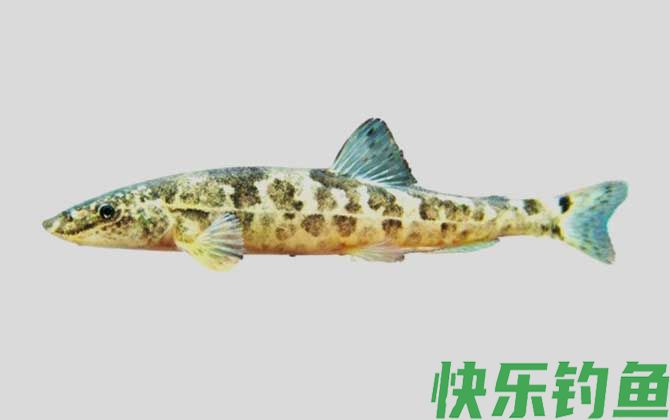 东方高原鳅