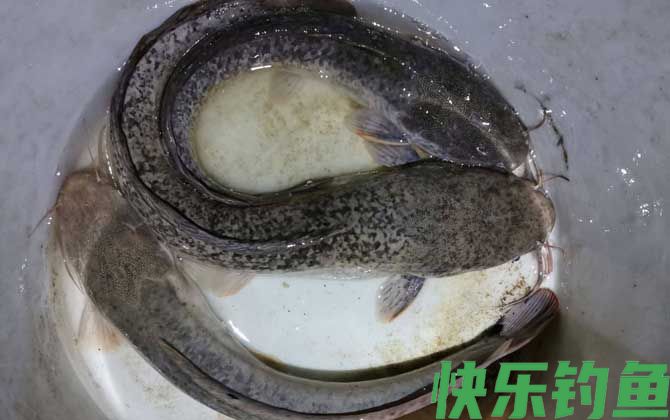 埃及塘鲺