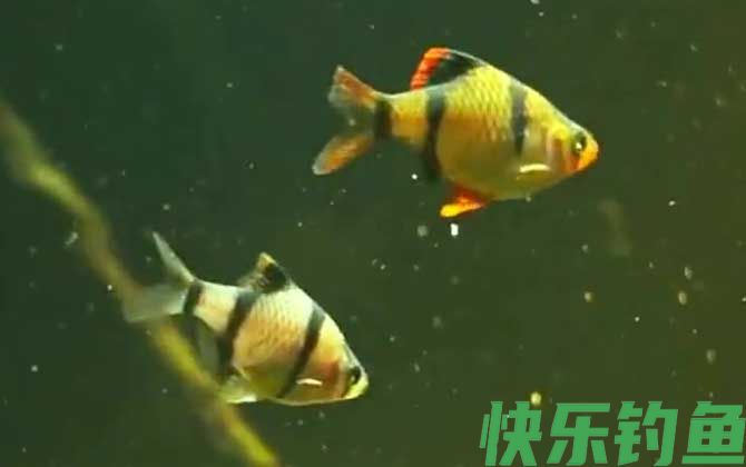 虎皮鱼