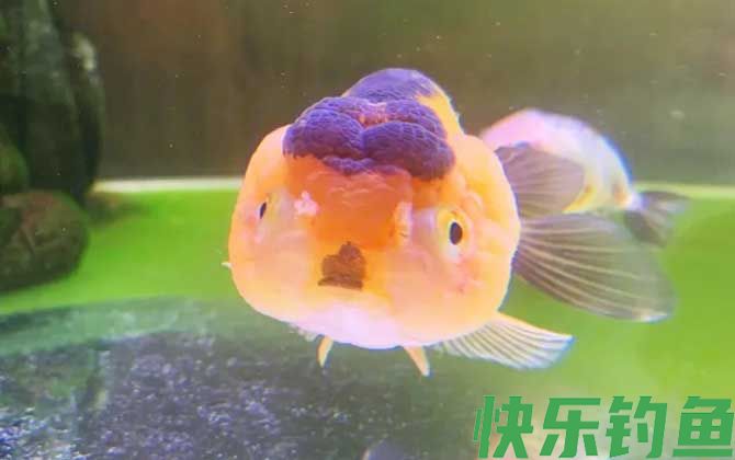 金鱼