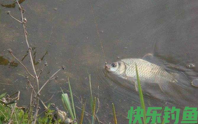 鲫鱼