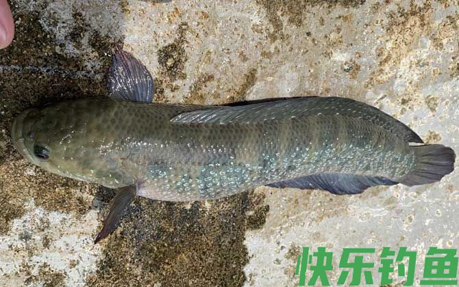 七星鱼