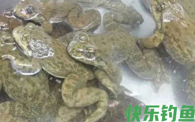 石蚌
