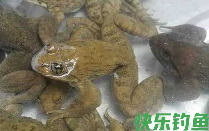 石蚌