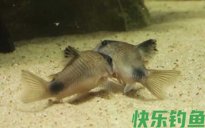 鼠鱼