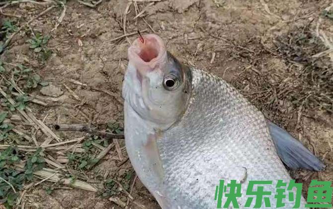 鳊花鱼