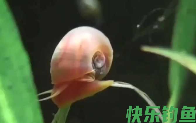苹果螺