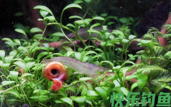 苹果螺
