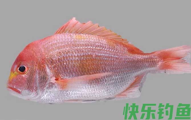 鲷鱼