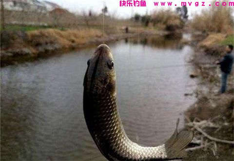 老钓手冬钓鲫鱼的饵料配方和垂钓经验