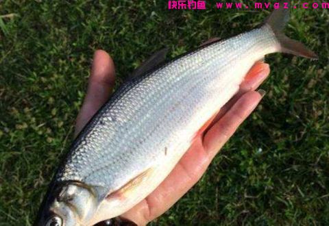 冬季主攻鲫鱼饵料配方，效果好，上鱼快